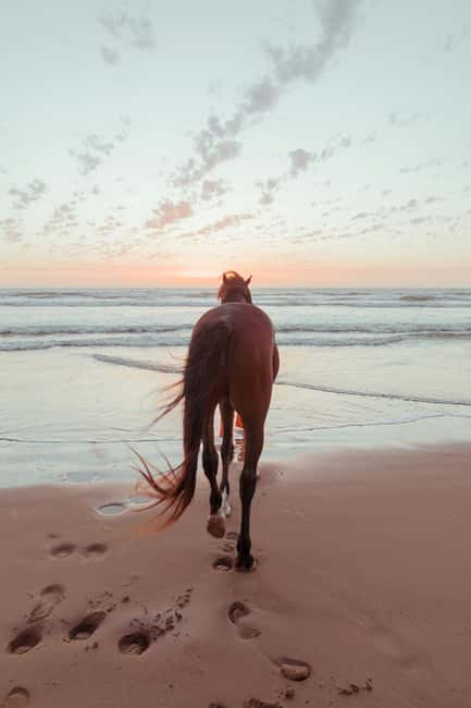 Bahamas: Nassau Horseback Riding on Beaches & Trails - The horse enters the shallow Caribbean water