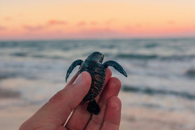 Bali Horse Riding and Turtle Release at Saba Beach - Key things to know before booking