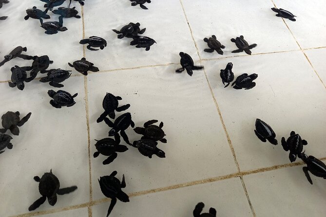 Bali Horse Riding and Turtle Release at Saba Beach - Lunch at Bebek Uma Menuh Restaurant