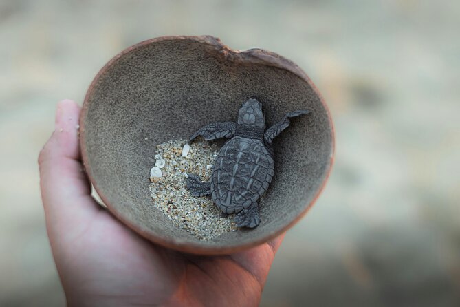 Bali Horse Riding and Turtle Release at Saba Beach - Is $64 good value?