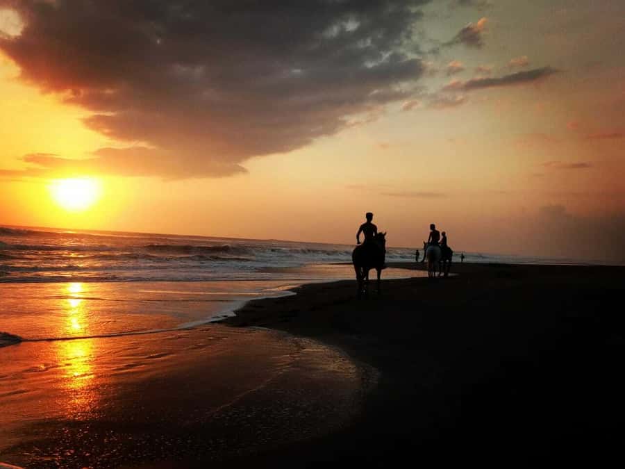 Bali: Horse Riding on Pigstone Beach and in the Rice Fields - From Kuda P Stables to Bali’s Rice Fields