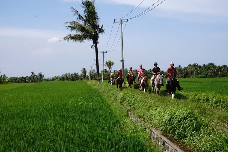Bali: Horse Riding on Pigstone Beach and in the Rice Fields - How Much Riding Do You Really Get?