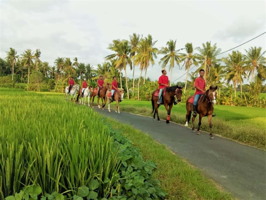 Bali: Horse Riding on Pigstone Beach and in the Rice Fields - Transport, Timing, and Group Size