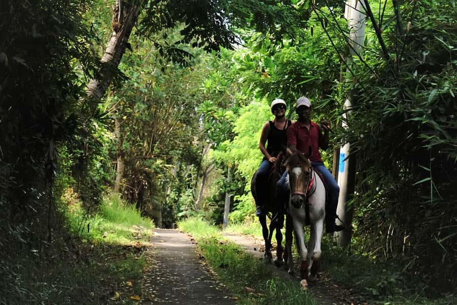 Bali: Horse Riding on Pigstone Beach and in the Rice Fields - Horse Welfare and Riding Standards
