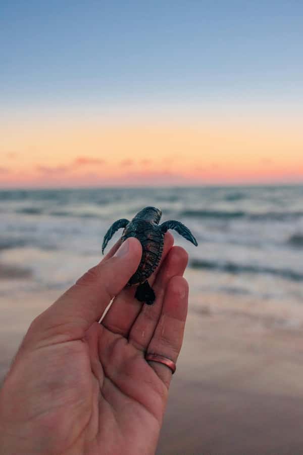 Bali: Horse Riding & Turtle Release Experience at Saba Beach - What makes this Bali day trip worth considering