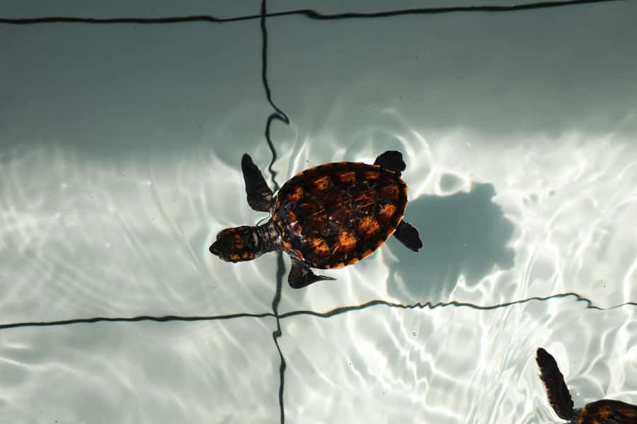 Bali: Horse Riding & Turtle Release Experience at Saba Beach - Releasing turtles at Saba Asri