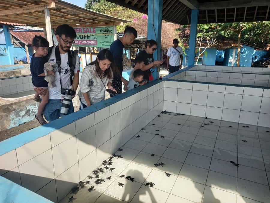 Bali: Horse Riding & Turtle Release Experience at Saba Beach - Coffee, tasting, and the optional swing