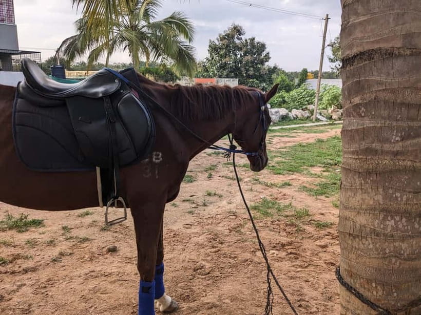 Bangalore: Horse Riding Safari Tour - Key things to know before you book