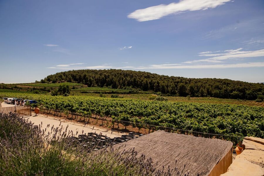 Barcelona: Vineyard Horseback Riding & Wine Tasting + Tapas - Tapas, picnic food, or a longer lunch