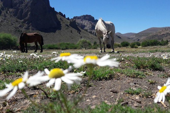 Bariloche Horseback Riding & Traditional Argentine Barbecue Tour - A two-hour ride for beginners and experienced riders