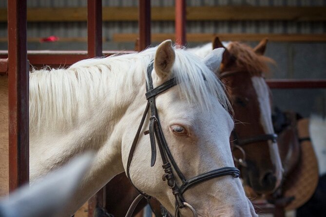 Beach & countryside horse riding outside Westport. Guided. 1 hour - From Carrowholly Stables to the coast