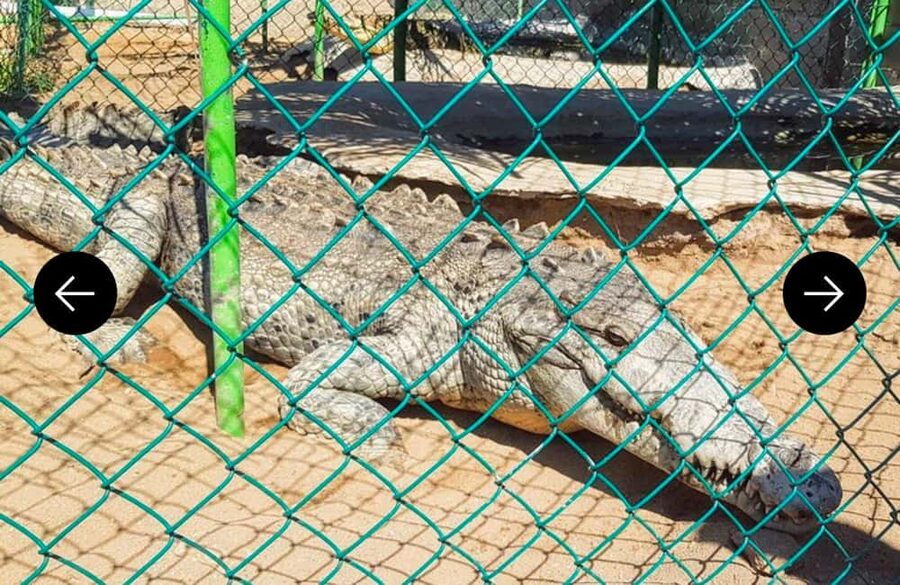 .Beach Horse Riding Turtle Release Crocodile Farm Experience - Vallarino Turtle Camp and the Baby Turtle Release
