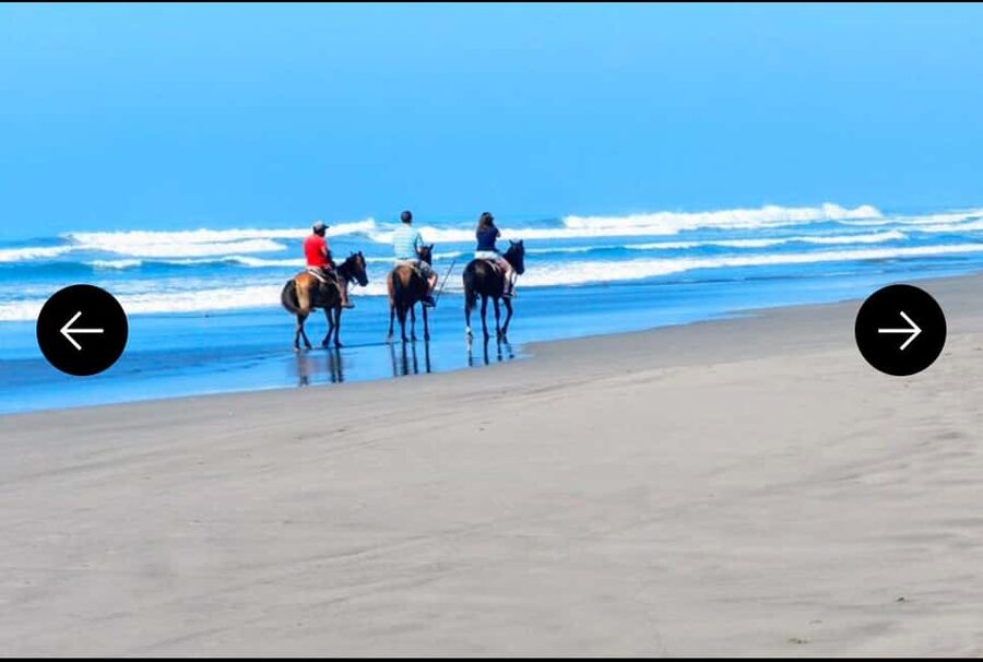 .Beach Horse Riding Turtle Release Crocodile Farm Experience - One Hour on Horseback by the Pacific