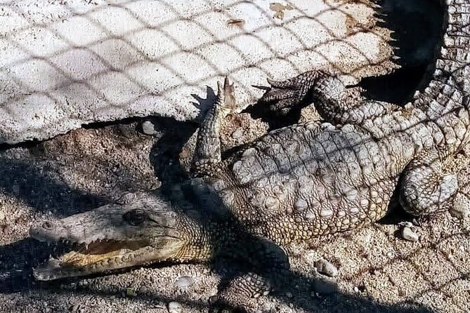 Boat Ride-Gentle Beach Beach Horseback Ride+Lunch-Crocs-Turtles - Mexican cooking and lunch at the same base