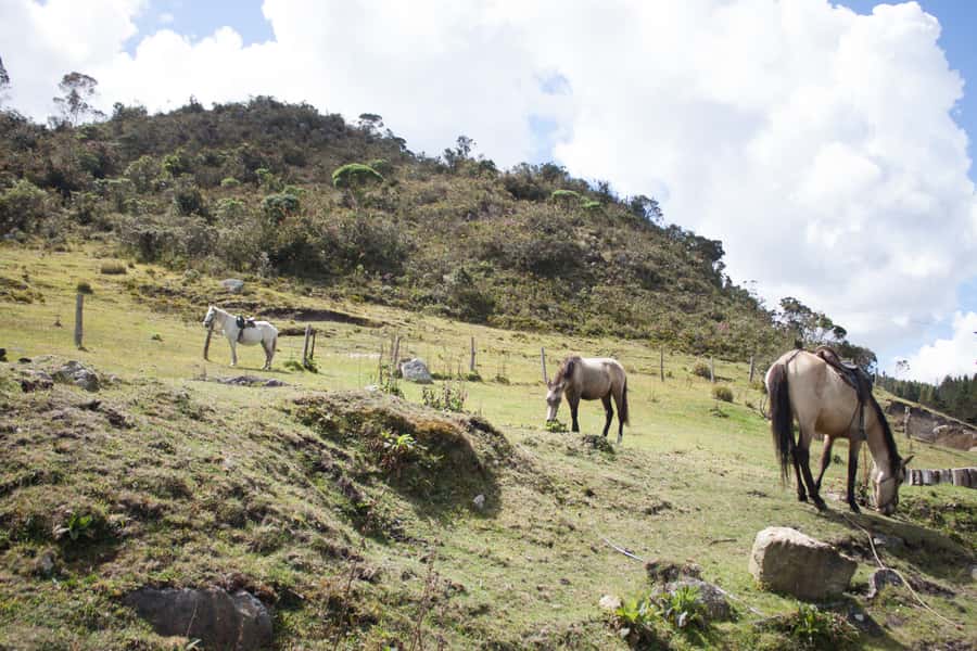 Bogota: Horseback Riding Tour - One hour through forests, creeks, and high country
