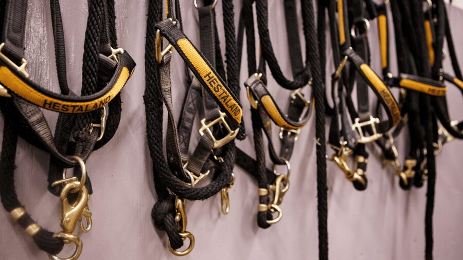 Borgarnes: Horseback Riding Tour with Prep Lesson - Arriving at Hestaland, 15 minutes from Borgarnes