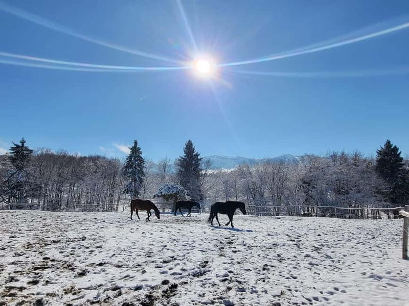 Borovets: Horse Riding Experience - Why the one-hour ride can be worth $73