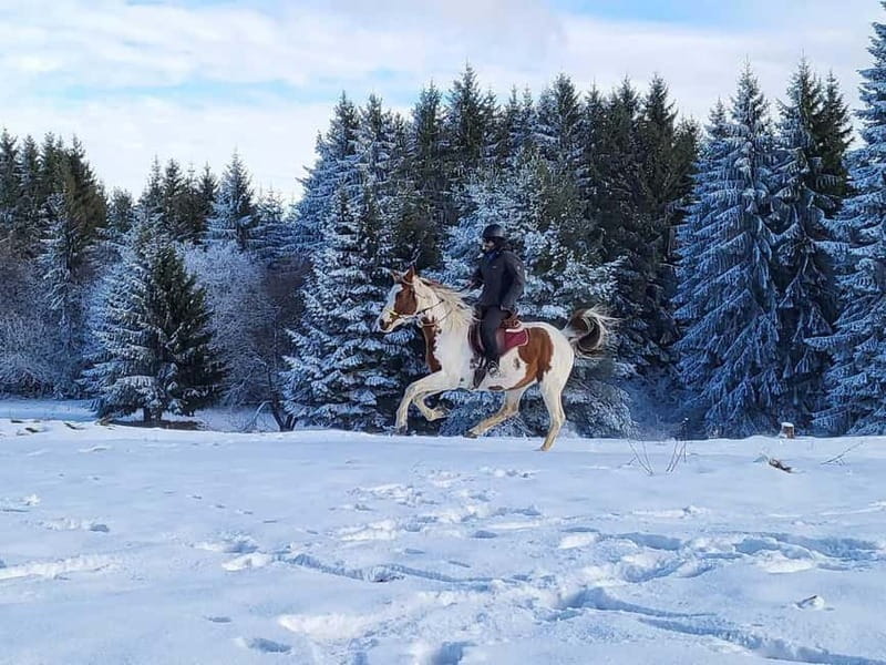 Borovets: Horse Riding Experience - Should you book the Borovets horse ride?