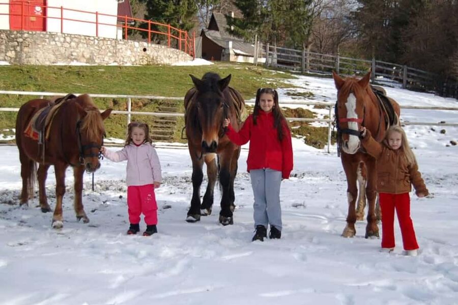 Brașov: Horseback Riding Experience - One hour through the Transylvanian forest