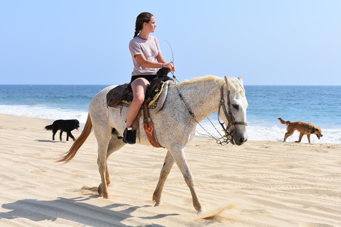 Cabo Desert Off-Road & Beach Horseback Combo and Tequila Tasting - ATV tracks through desert and mountain country