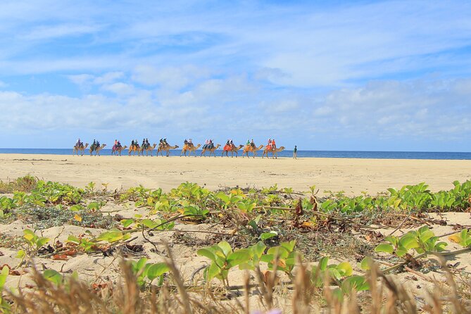 Cabo San Lucas Camel and Horseback Ride with ATV Adventure - Timing deserves a careful question