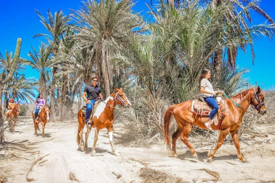 Cabo San Lucas: Horseback Riding on the Beach Experience - Practical packing advice for a smoother ride