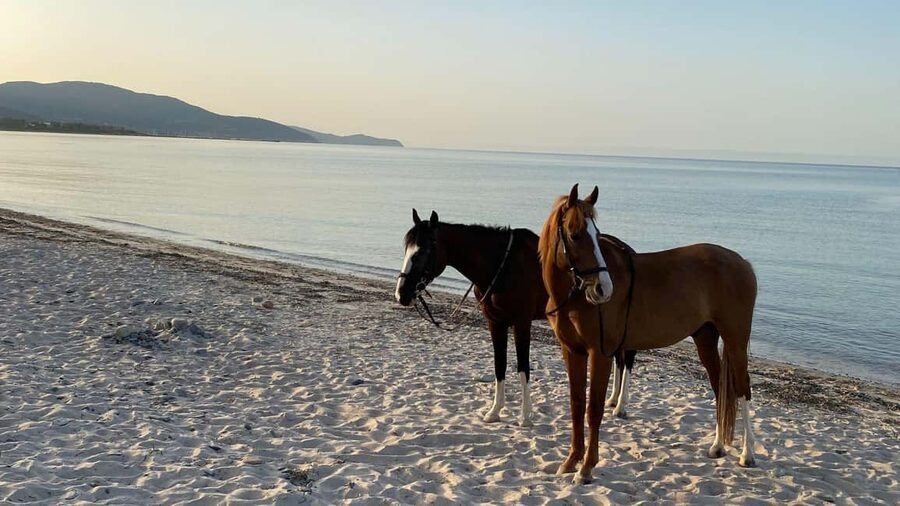 Cagliari: horseback riding with sunrise dive - Key points to know before booking