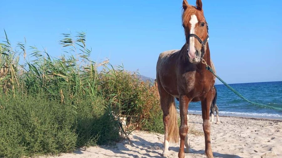 Cagliari: horseback riding with sunrise dive - Booking and cancellation basics