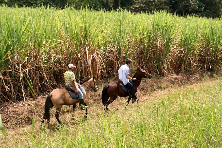Cali: Horseback Riding - Two hours on nature trails