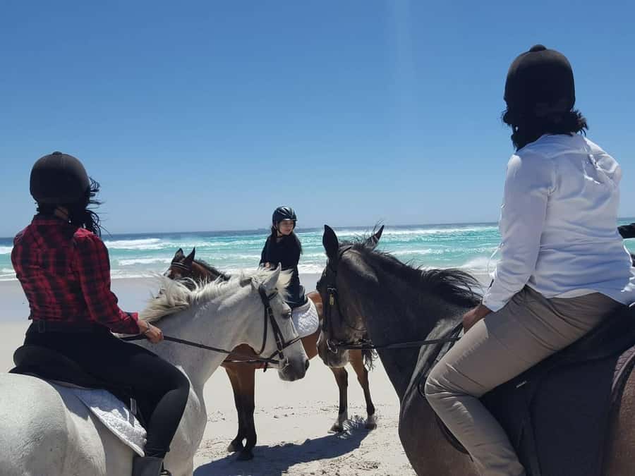 Cape Town: Beach Horse Ride with Hotel Pickup & Drop-off - The safety briefing and first meeting with the horses