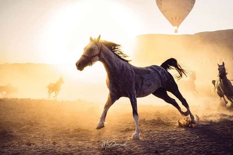 Cappadocia: Fascinating Horse Tour in Göreme Valleys - Key points to know before you book