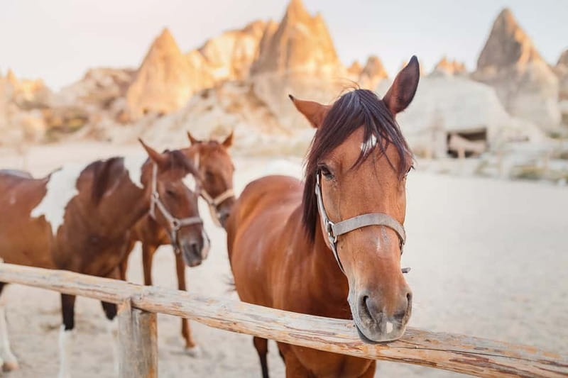 Cappadocia: Göreme Horse Riding, Fairy Chimneys w/Transfer - Safety, Comfort, and Who Should Skip It