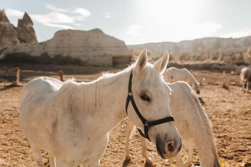 Cappadocia: Horse Riding Tour with Hotel Transfer - Meeting the horses and getting basic guidance