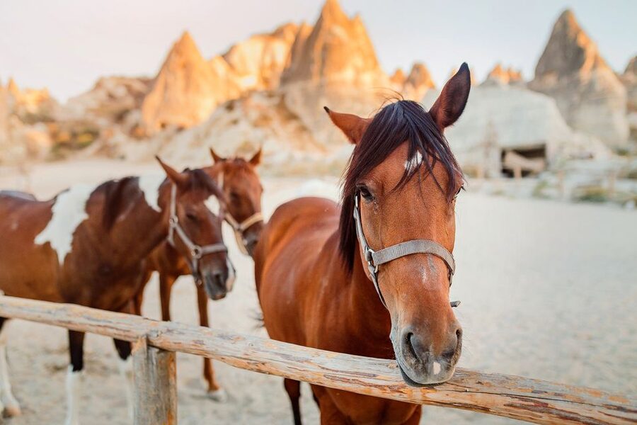 Cappadocia: Horse Riding w/Sunrise & Sunset Option - Family considerations and physical limits