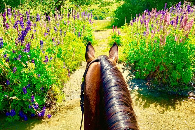 Cardrona High Country Pub Trail Horse Trek (Intermediate level+) - Crossing the river and reaching the Cardrona Hotel