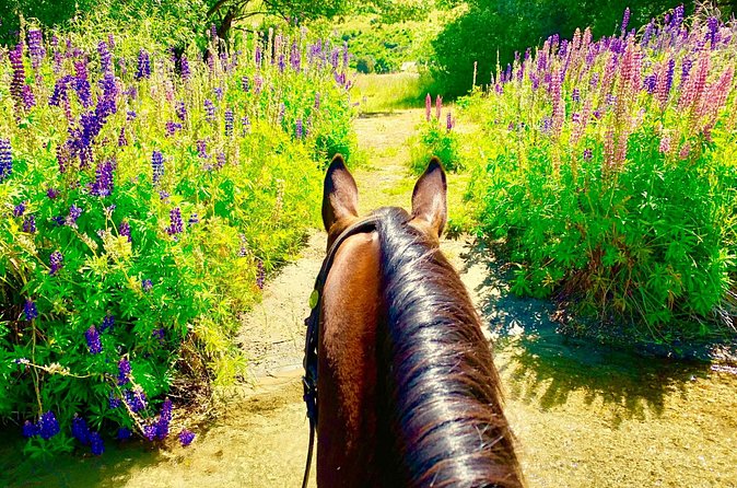 Cardrona High Country Pub Trail Horse Trek (Intermediate level+) - Returning along the river