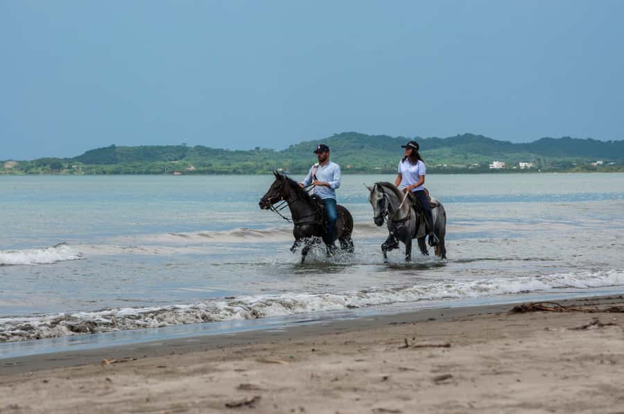 Cartagena: Beach Horse Ride and Colombian Equestrian Culture - Meeting the Colombian Paso Fino horses