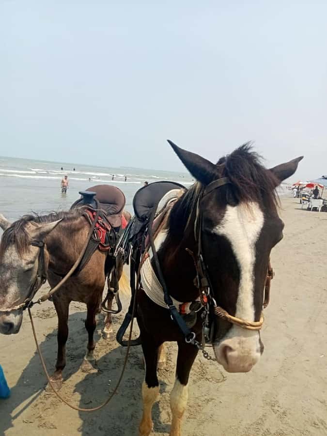 Cartagena: Horse Riding on the Beach with Photos and Lunch - The horses and the help you receive
