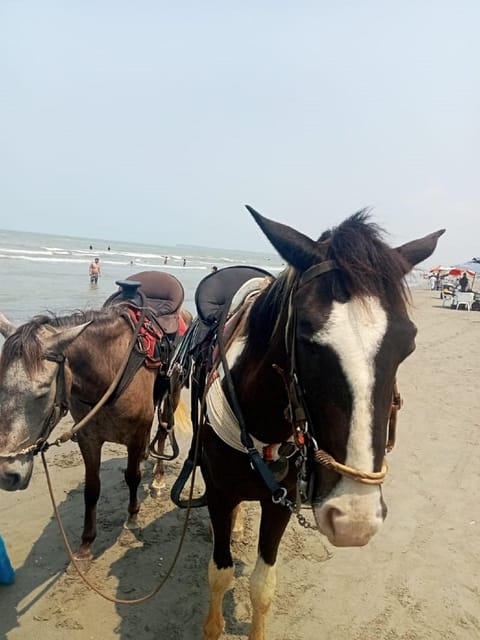 Cartagena: Horse riding on the beaches of Cartagena & PHOTOS - Riding beside the Caribbean for 30 minutes to two hours
