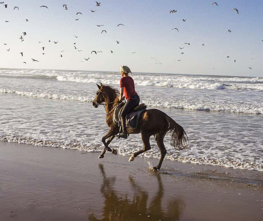 Cartagena: Horseback Riding on the Beach at Sunset - Sunset, seawater, and the practical reality of beach riding