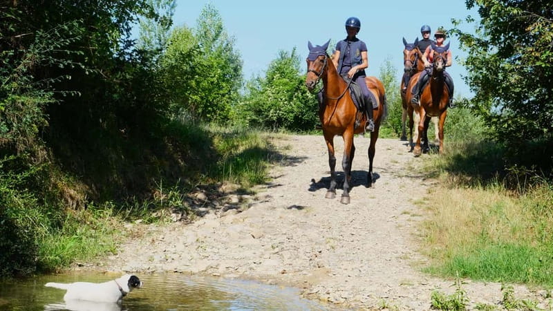 Chianti: Horseback Riding Through Vineyards and Woods - A Gentle Start at Podere Marcigliano