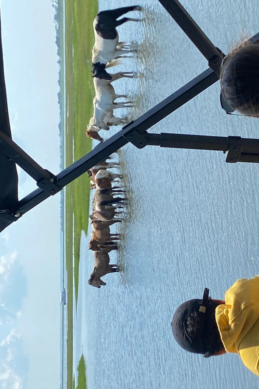 Chincoteague: Premier Pony & Wildlife Small Group Boat Tour - Key points to know before you go