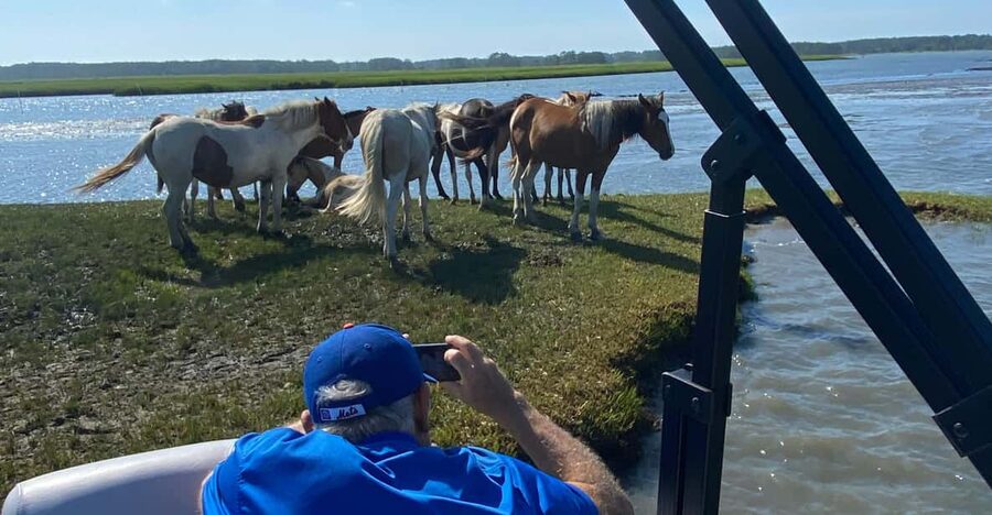 Chincoteague: Premier Pony & Wildlife Small Group Boat Tour - Is $75 a fair price?