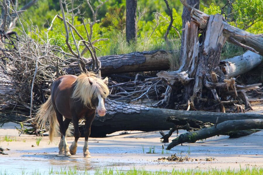 Chincoteague: Premier Pony & Wildlife Small Group Boat Tour - Wildlife watching beyond the horses