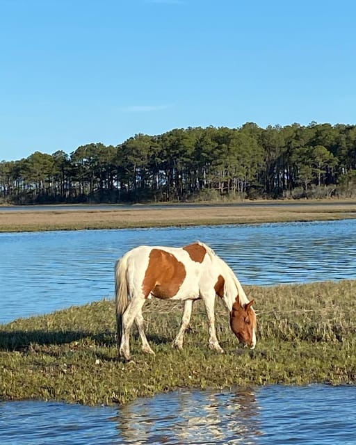 Chincoteague: Premier Pony & Wildlife Small Group Boat Tour - Stories about the island and its famous horses