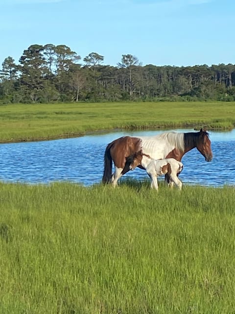 Chincoteague: Premier Pony & Wildlife Small Group Boat Tour - Timing, weather, and comfort on the water