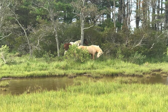 Chincoteague's Up The Bay Pony and Wildlife Tour by Boat - Passing the Pony Swim and Assateague Lighthouse