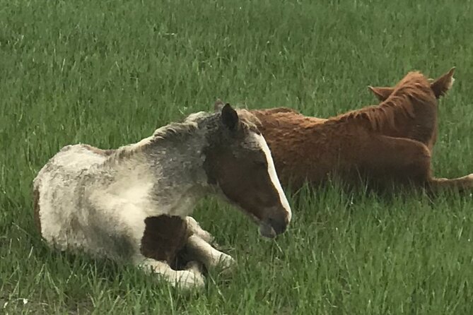 Chincoteague's Up The Bay Pony and Wildlife Tour by Boat - Open water, dolphins, and birdlife