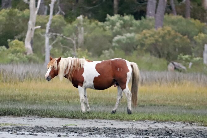 Chincoteague's Up The Bay Pony and Wildlife Tour by Boat - Sunrise, morning, and sunset choices
