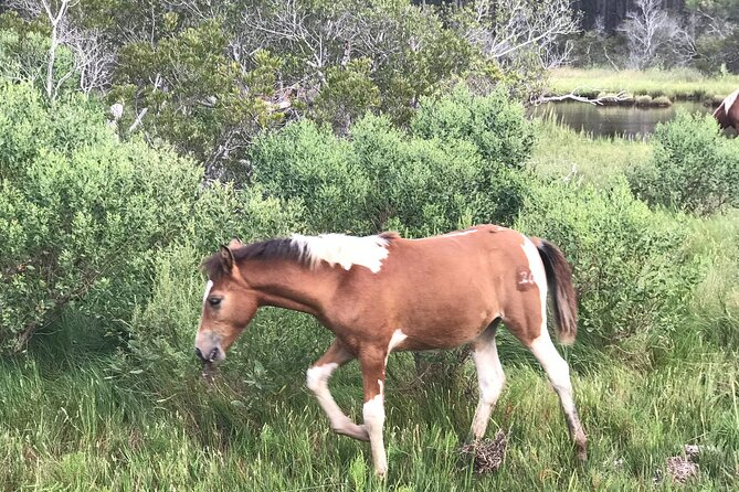Chincoteague's Up The Bay Pony and Wildlife Tour by Boat - Who should book this tour